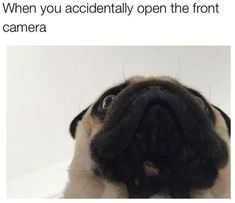 a pug dog looking up at the camera