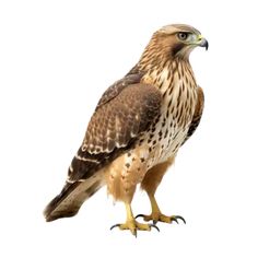 a brown and white hawk is standing on its hind legs, looking at the camera