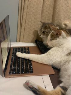 two cats laying on top of a laptop computer