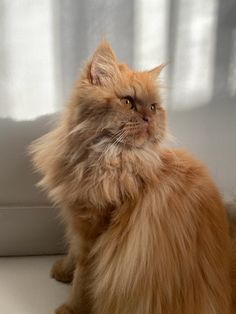 a fluffy orange cat sitting on the floor next to a white wall and windowsill