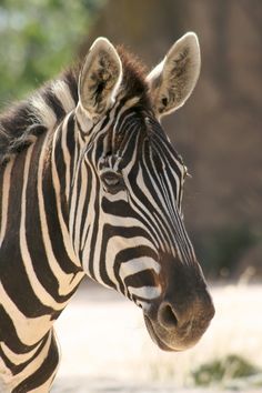 a close up of a zebra's face with trees in the back ground behind it