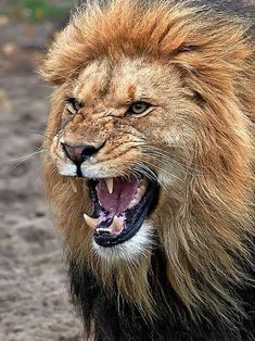 a lion with its mouth open and it's teeth wide open, walking in the dirt