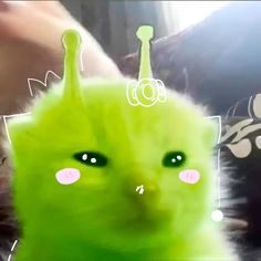 a green cat with big eyes is looking at the camera while someone's hand holds it up
