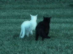 two black and white cats standing in the grass looking at each other with their backs turned