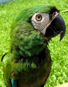 a green and blue parrot sitting on top of a wooden table next to grass covered ground