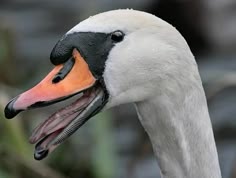 a goose with its mouth open and it's tongue hanging out to the side