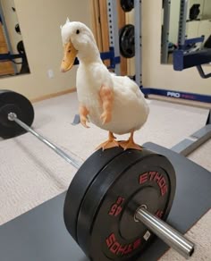 a duck sitting on top of a barbell in a gym