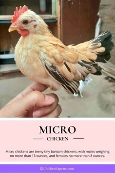 a person holding a chicken in their hand with the words micro chickens written below it