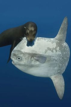 an animal that is in the water with some kind of thing on it's back