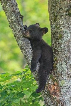 a black bear cub climbing up the side of a tree