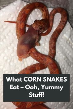 Unveiling the Delicious Diet of Corn Snakes! Prepare to tantalize your taste buds as we explore the mouthwatering food choices of these captivating reptiles.  Dive into the nutritional value of their meals and learn how to provide a well-balanced diet for your scaly friend. Don't miss out on becoming a corn snake feeding expert. Click now to discover the ooh-worthy delicacies that will keep your snake happy and healthy!

IG Photo by: cascade_corns