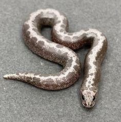 a white and brown snake laying on top of a gray floor next to a wall