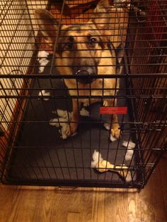 a dog sitting in a cage on the floor