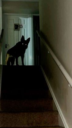 a dog is standing on the stairs at night