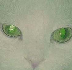 a white cat with green eyes looking at the camera