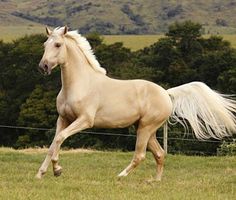 a white horse galloping through a field with trees in the background