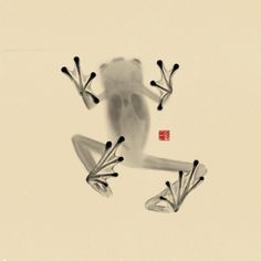 a frog with four legs and two eyes