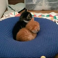 a small kitten laying on top of a blue round cushion in the middle of a room