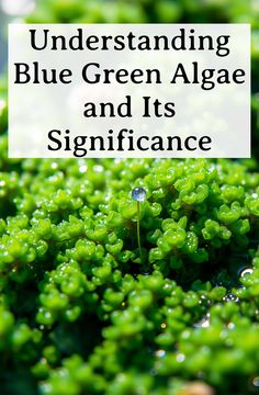 Understanding Blue Green Algae and Its Significance