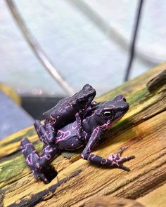 a purple and black frog sitting on top of a wooden plank