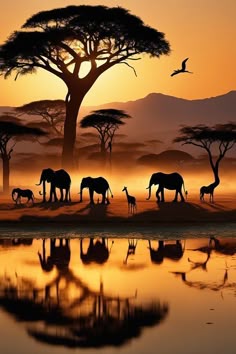 Step into a world where the animals are the stars! Catch thrilling moments with incredible wildlife against stunning landscapes. 🌍🐅 Follow for your next safari inspiration!
#SafariMoments #WildlifeLovers #NatureMagic #AdventureInTheWild #ExploreNature