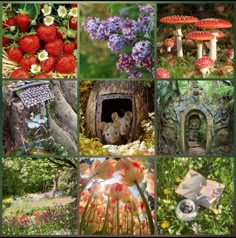 many pictures of different plants and animals in the woods with strawberries, mushrooms, strawberrys, flowers