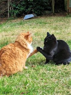 two cats playing with each other in the grass