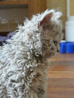 a fluffy white cat sitting on top of a hard wood floor