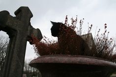a black cat sitting on top of a grave next to a cross and planter