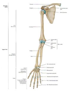 the bones are labeled in this diagram, and there is also an image of the lower limb