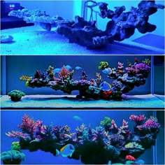two pictures of an aquarium with different types of corals and fish in it's tank