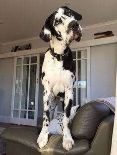 a black and white dog sitting on top of a leather chair