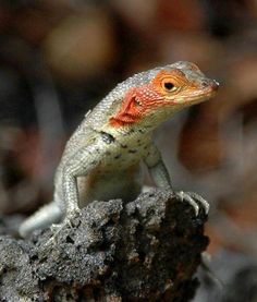 a small lizard sitting on top of a rock