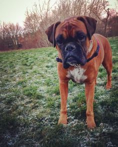 a brown and white dog standing on top of a grass covered field