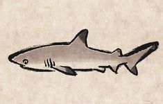a black and white drawing of a shark on a piece of parchment paper with ink