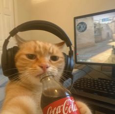 an orange and white cat wearing headphones drinking from a coca - cola bottle in front of a computer