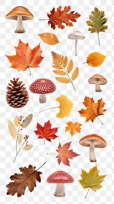 various autumn leaves and mushrooms on a transparent background png clipart free for personal use