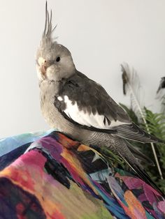 a bird sitting on top of a colorful blanket next to a green plant and white wall