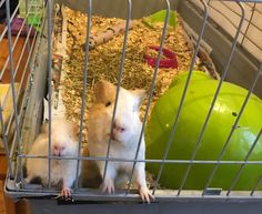 two small white and brown hamsters in a cage