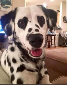 a dalmatian dog sitting on top of a couch