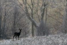 a deer standing in the middle of a field with snow on it's ground