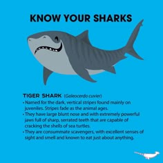 a shark with the caption'know your sharks '
