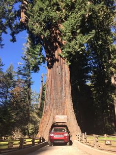 a car is parked in front of a giant tree
