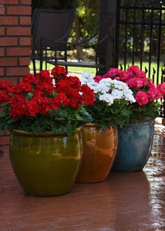 three potted flowers are sitting on the ground