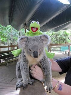 a man holding a stuffed koala on top of his shoulder with a person in the background