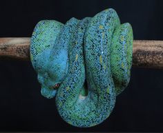 a green and blue snake wrapped around a wooden stick