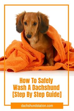 a dachshund wrapped in a towel with the title how to safely wash a dachshund step by step guide