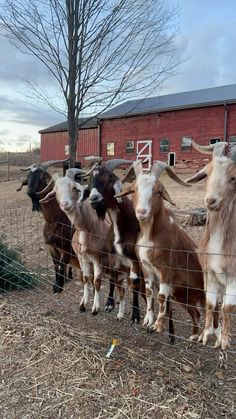 a herd of goats standing next to each other on top of a dry grass field