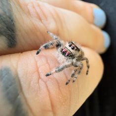 a small spider sitting on top of someone's finger