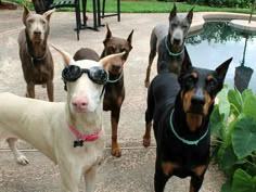 four dogs wearing sunglasses standing in front of a pool